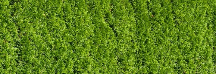 Grüne Hecke